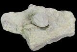 Blastoid (Pentremites) Fossil - Illinois #102271-1